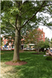 Large Shade Tree over the Park