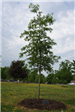 Tree in Honor of Caitlin E. Nuthall