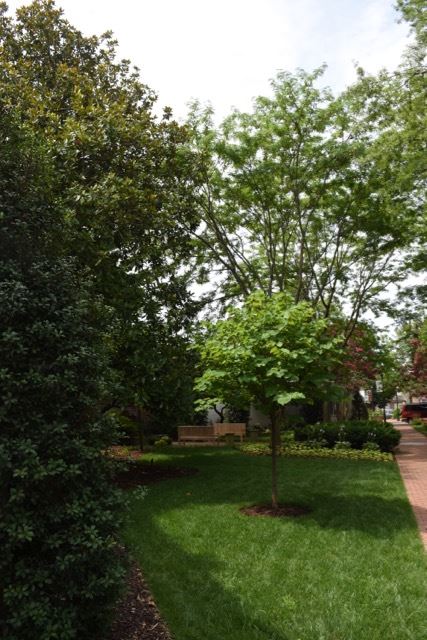 Shade Trees Line a Side of a Path